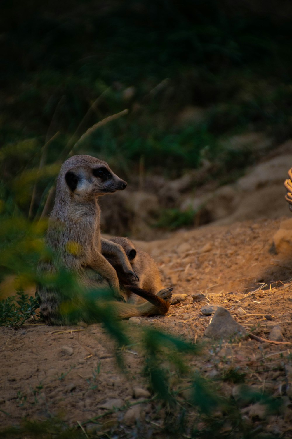 gray meerkat