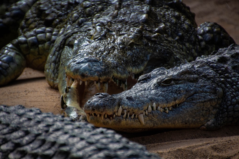 black and gray crocodiles