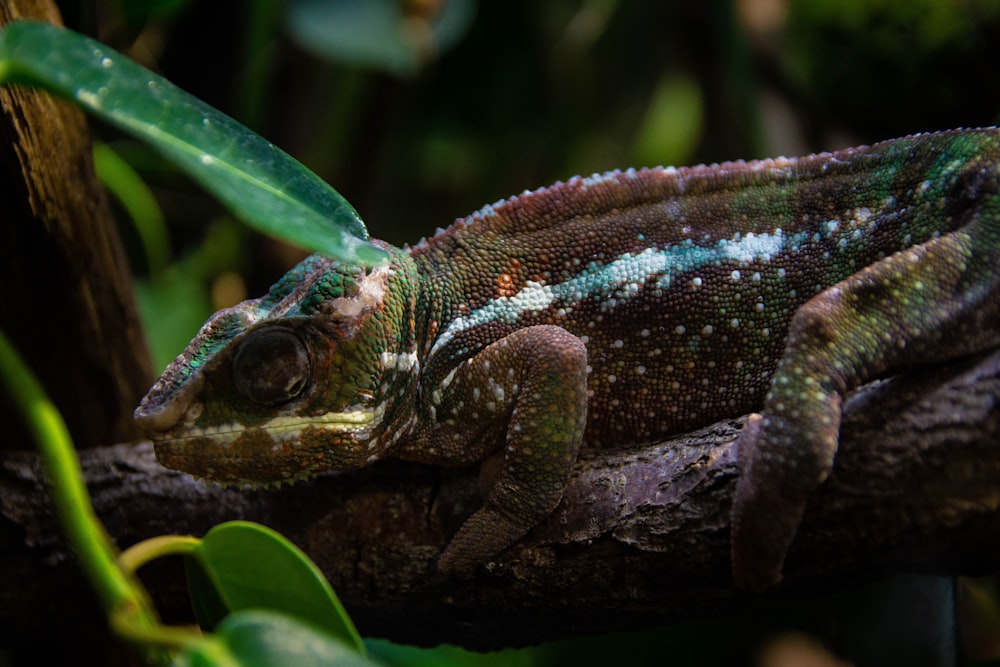 brown and green lizard