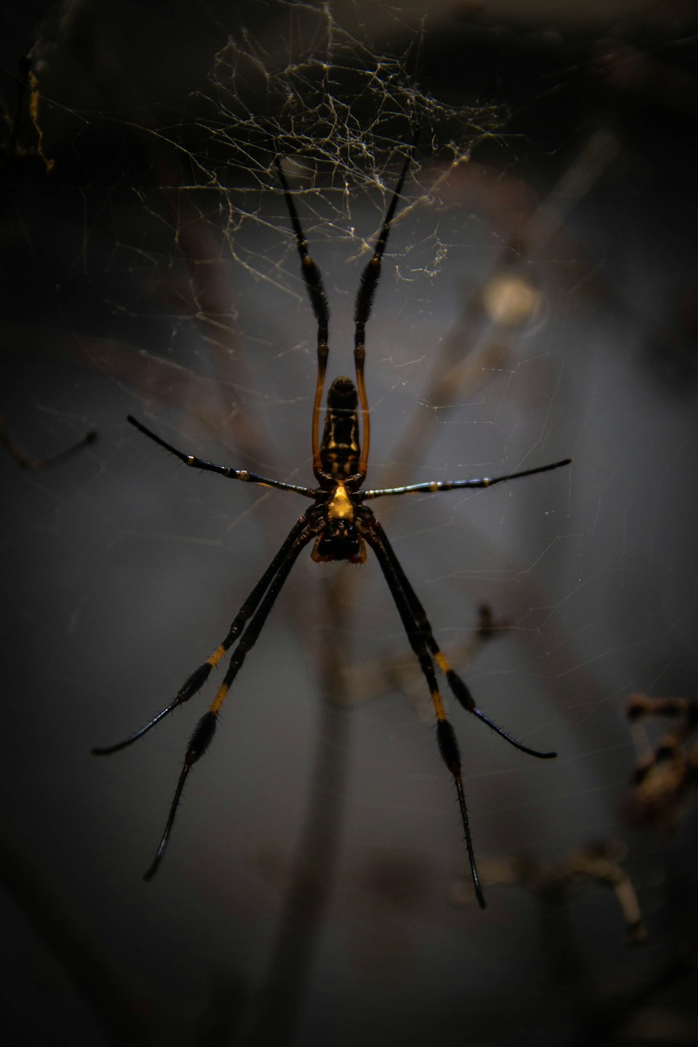 black and brown spider