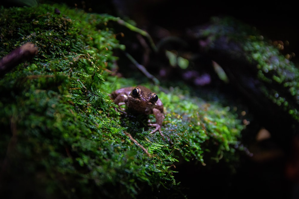 brown lizard