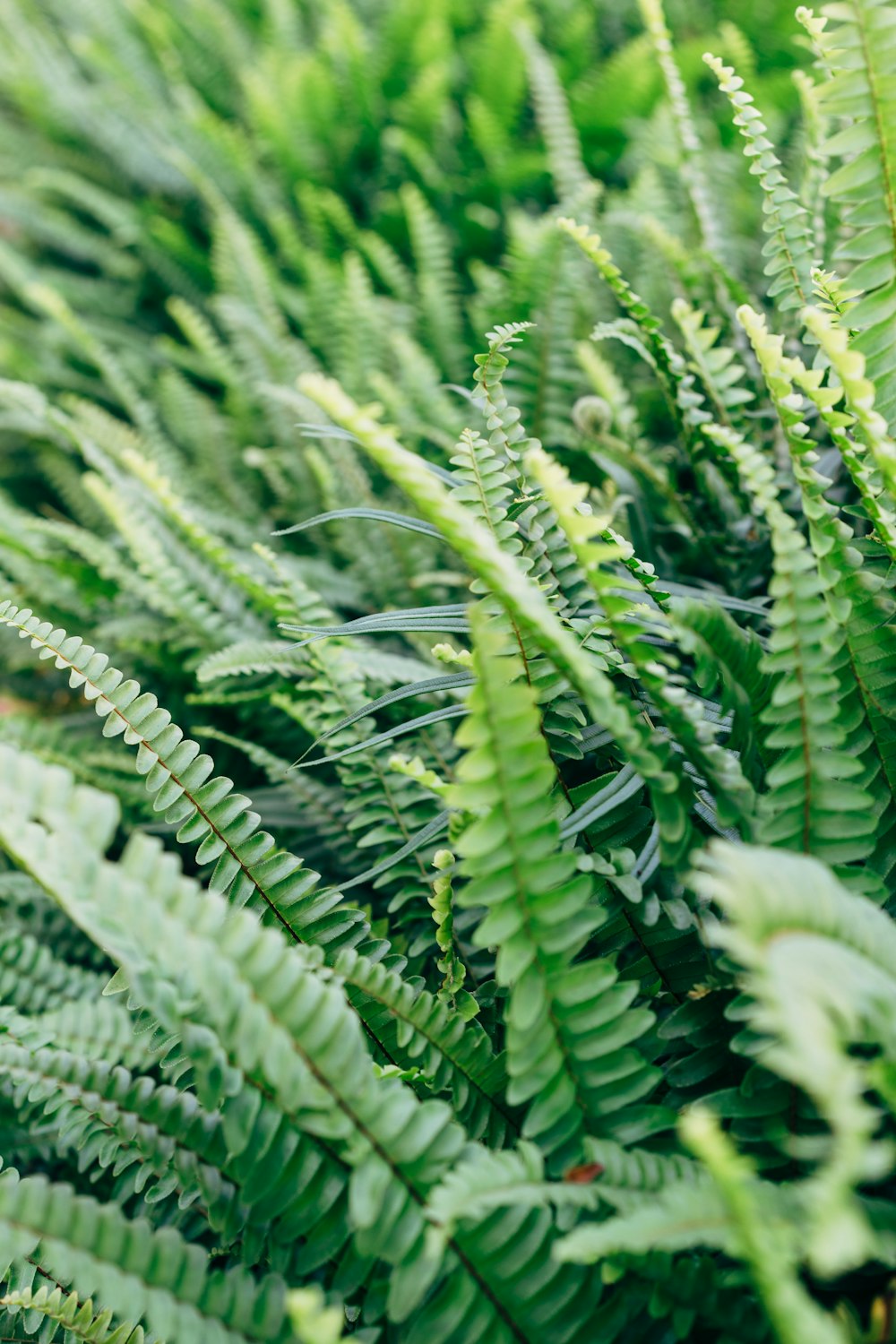 green ferns