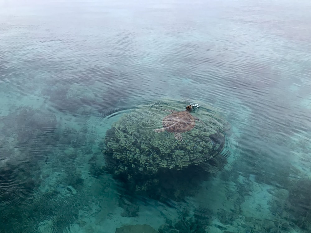 aerial view of ocean corals