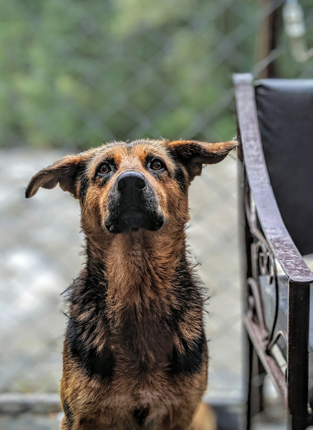 black and brown dog sitting beside bench