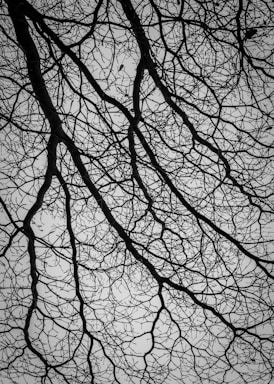 Intertwining branches of a tree create an intricate, web-like pattern against a pale background. The bare branches are devoid of leaves, forming a complex network with varying thickness.