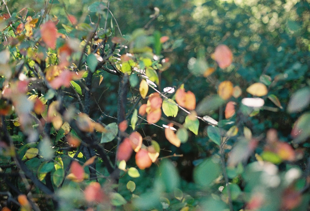 a bunch of leaves that are on a tree