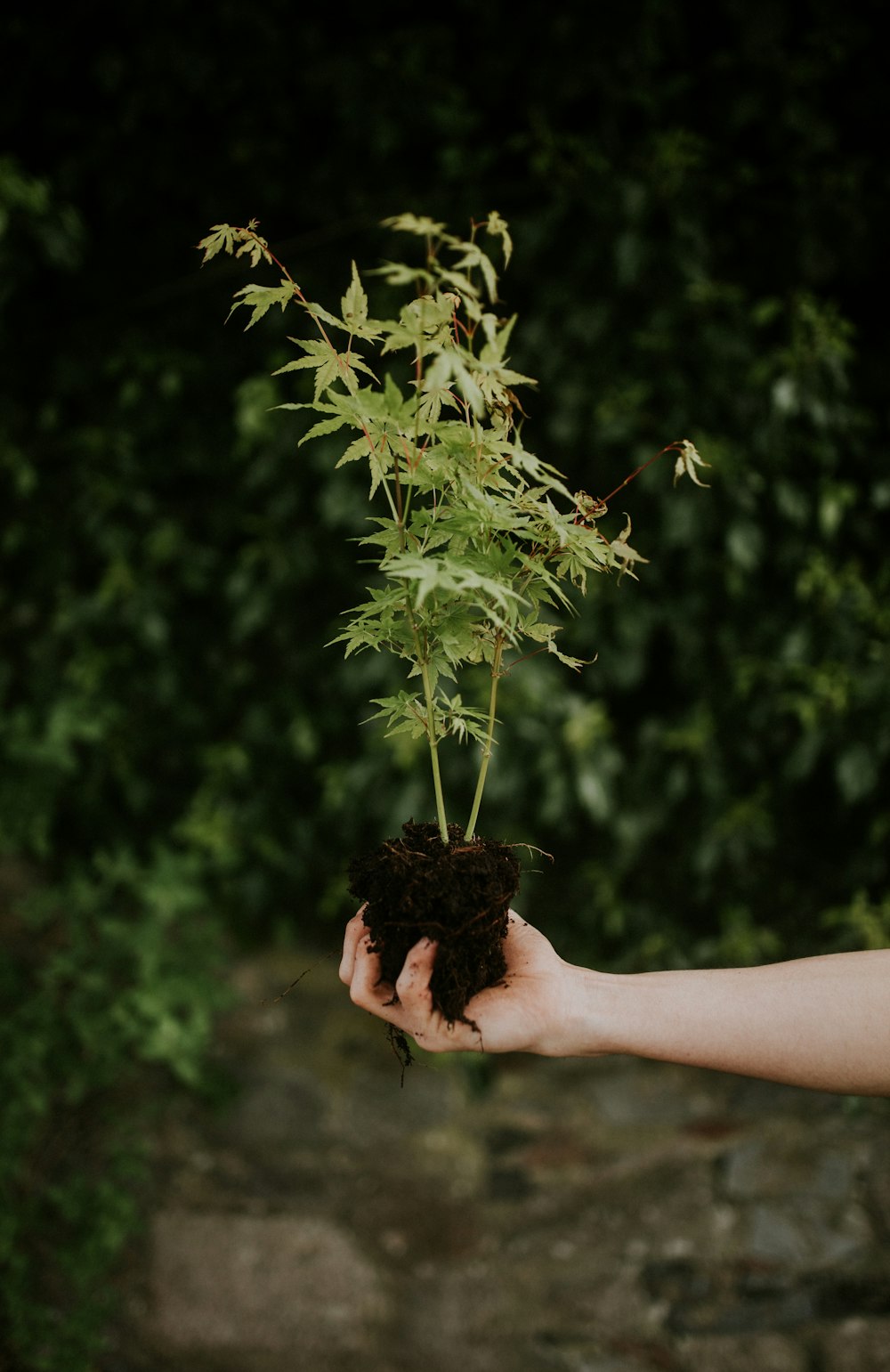 green leafed plant