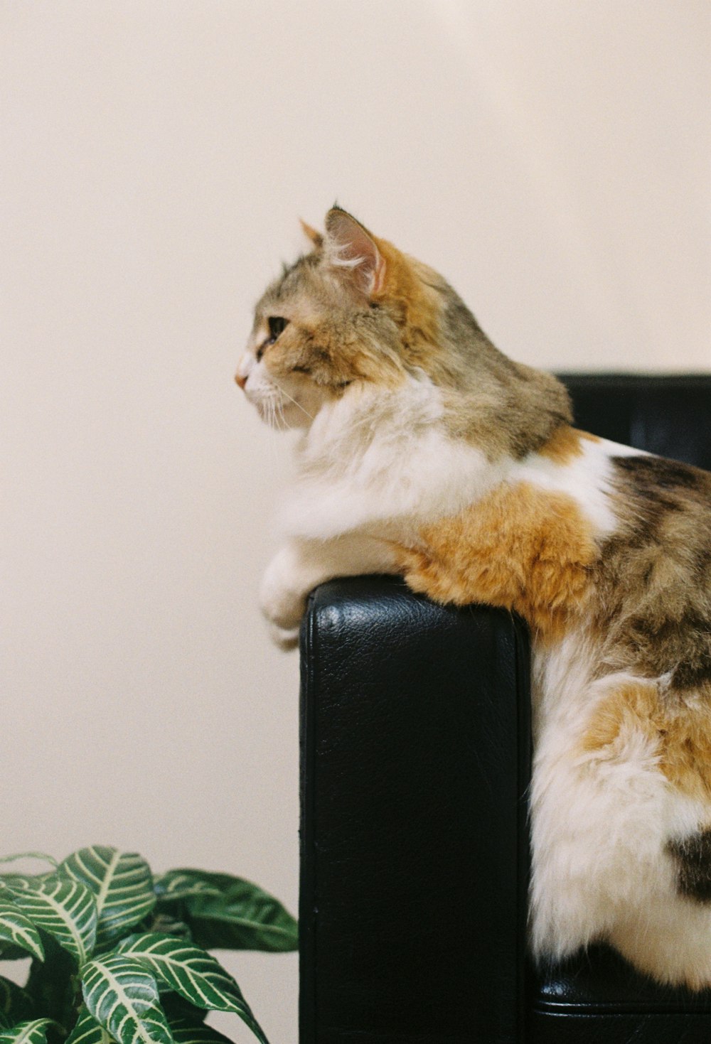 brown and white coated cat sitting on black leather armchair