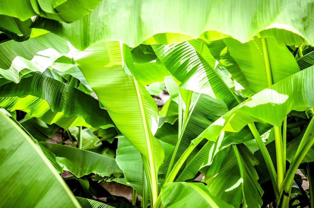 green banana leaves