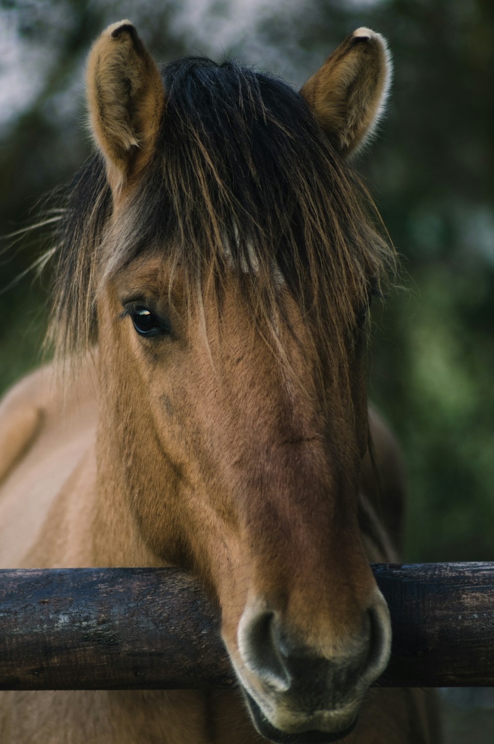 brown horse