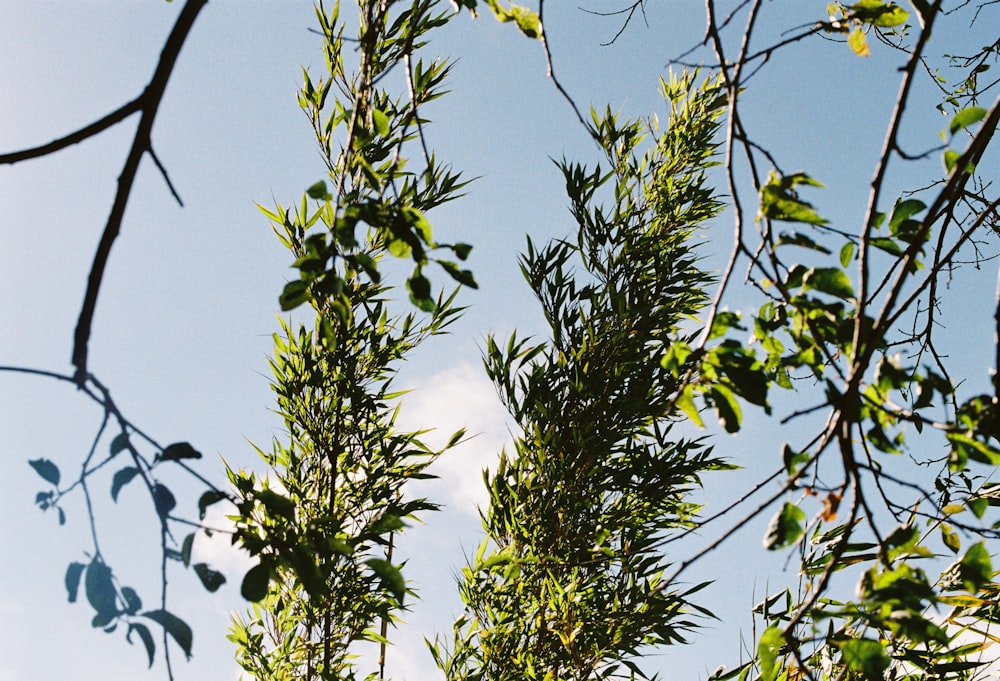 green-leafed plants