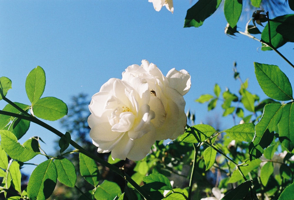 white petaled flower