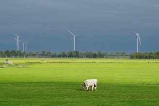white and black grazing cow