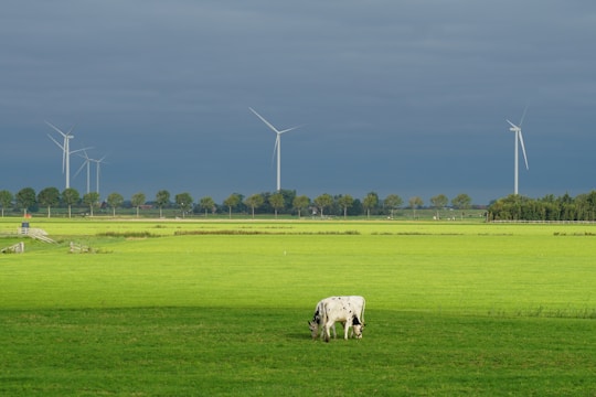 white and black grazing cow