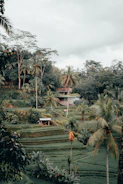 A lush green rice terrace surrounding a modern villa.