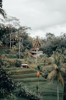 aerial photo of rice field