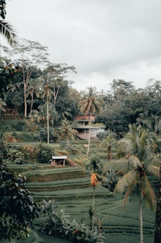 aerial photo of rice field