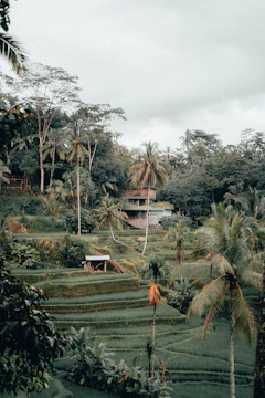 A lush green rice terrace surrounding a modern villa.