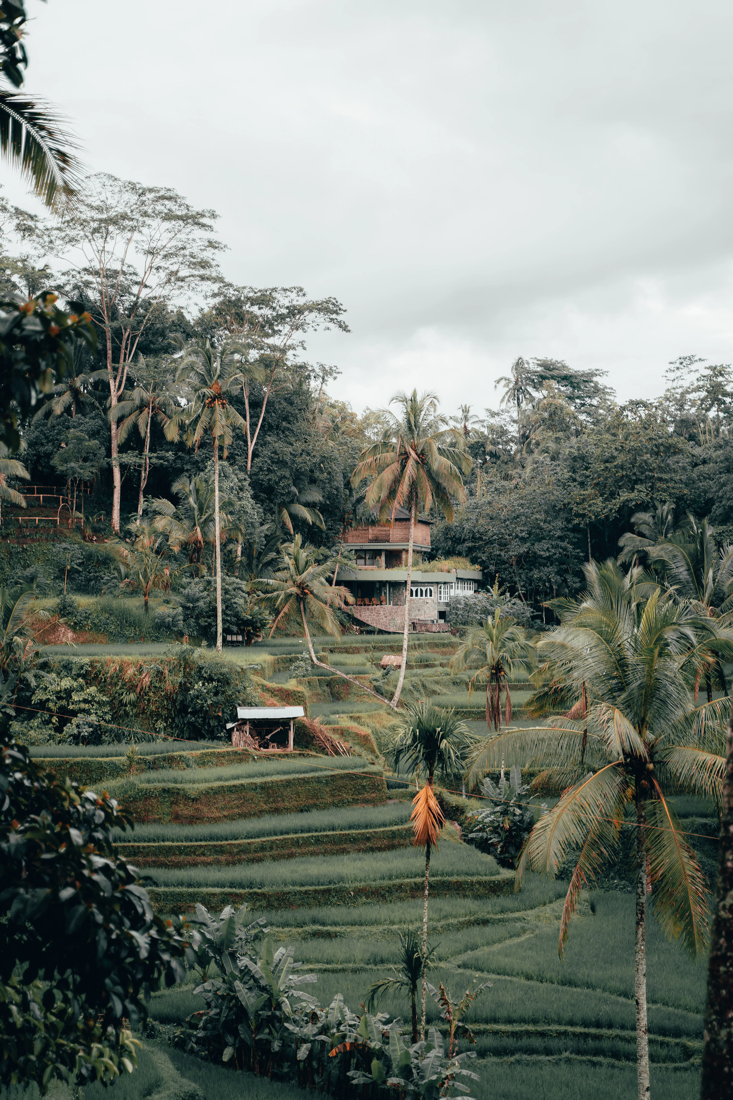 Aerial view of lush rice fields