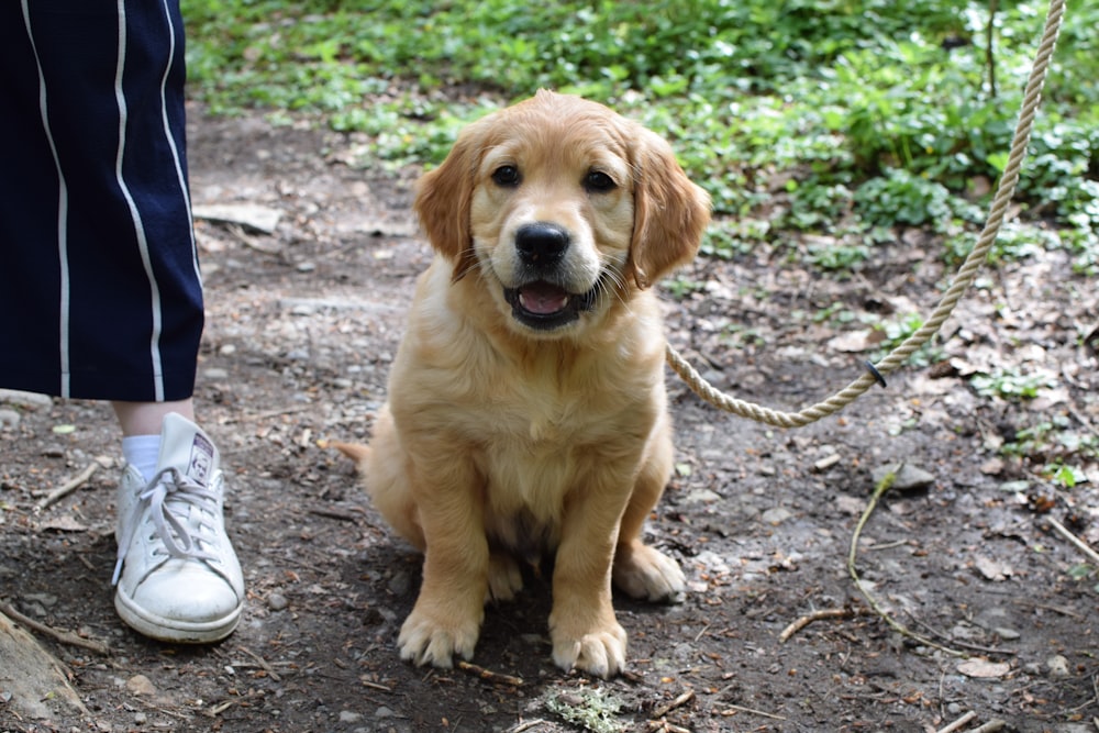 dog on groun