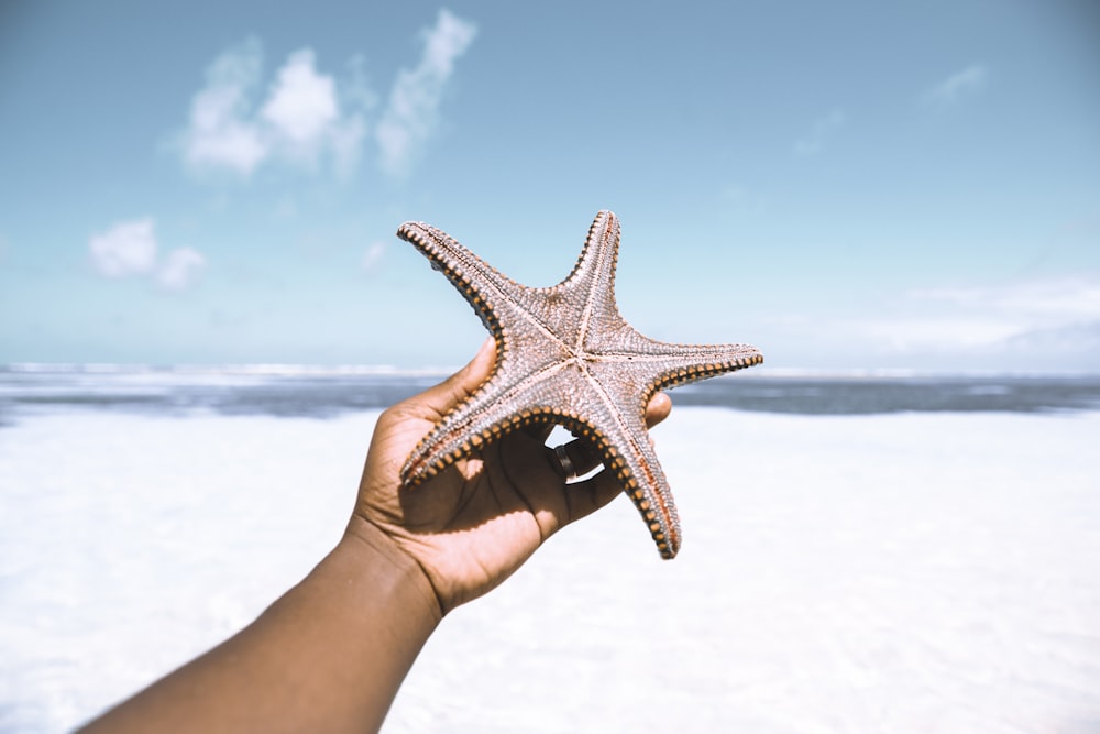 person holding brown starfish