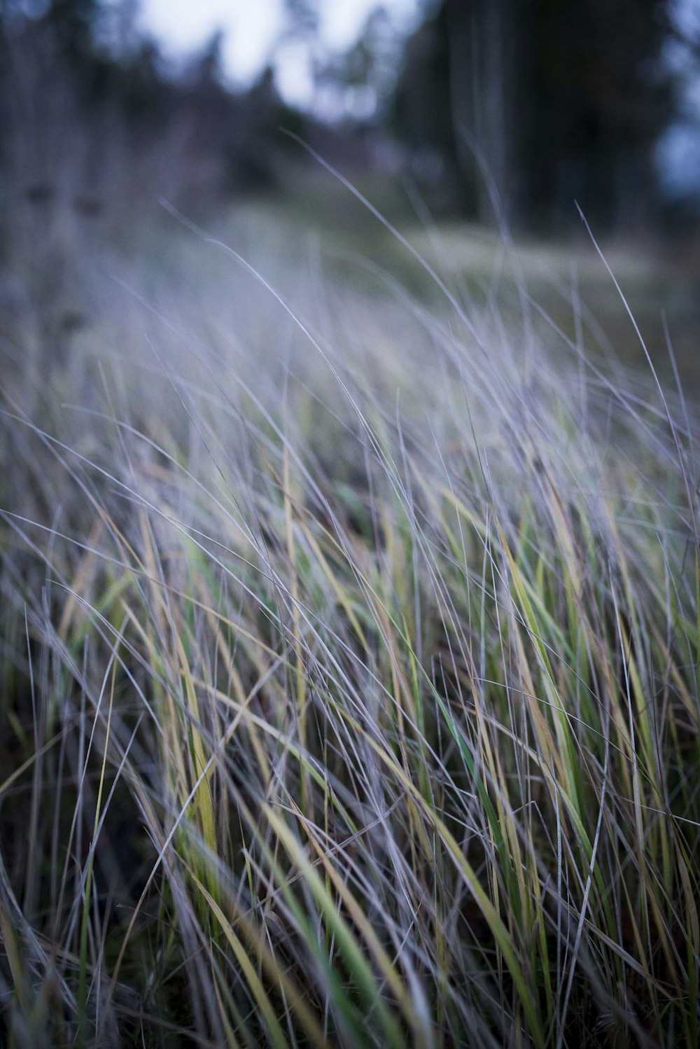 gray and green grass