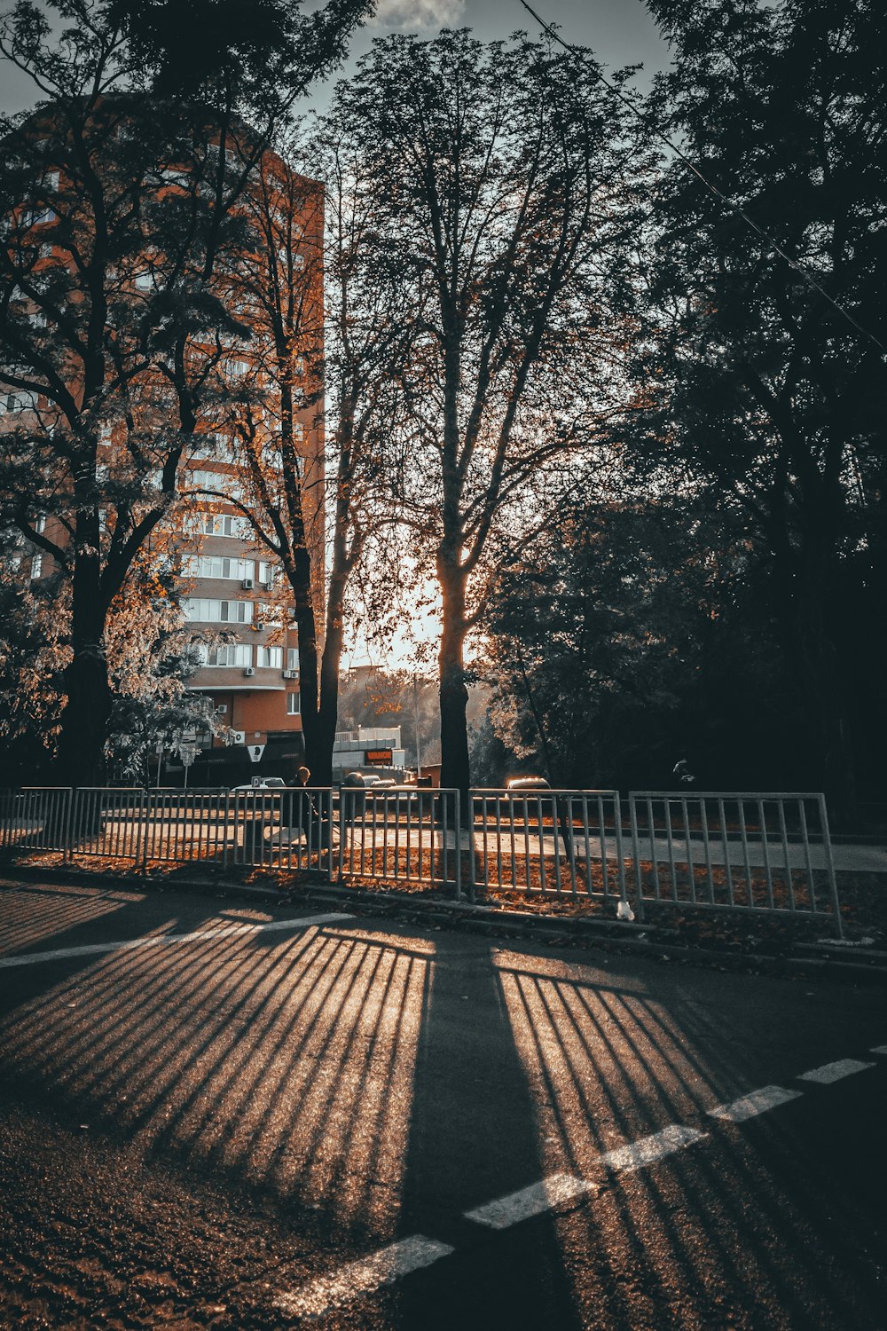 silhouette of tree on street scenery