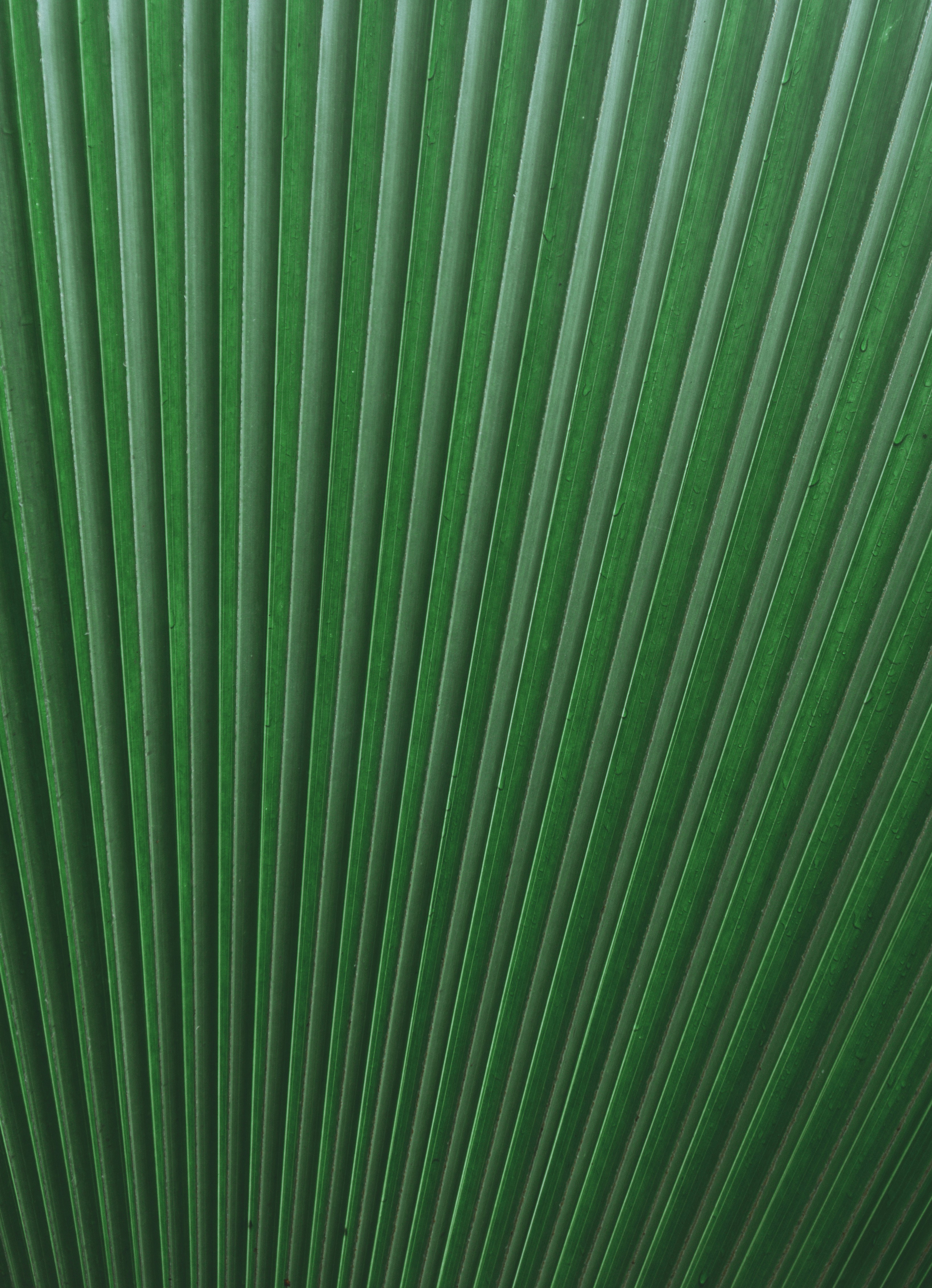 green wall