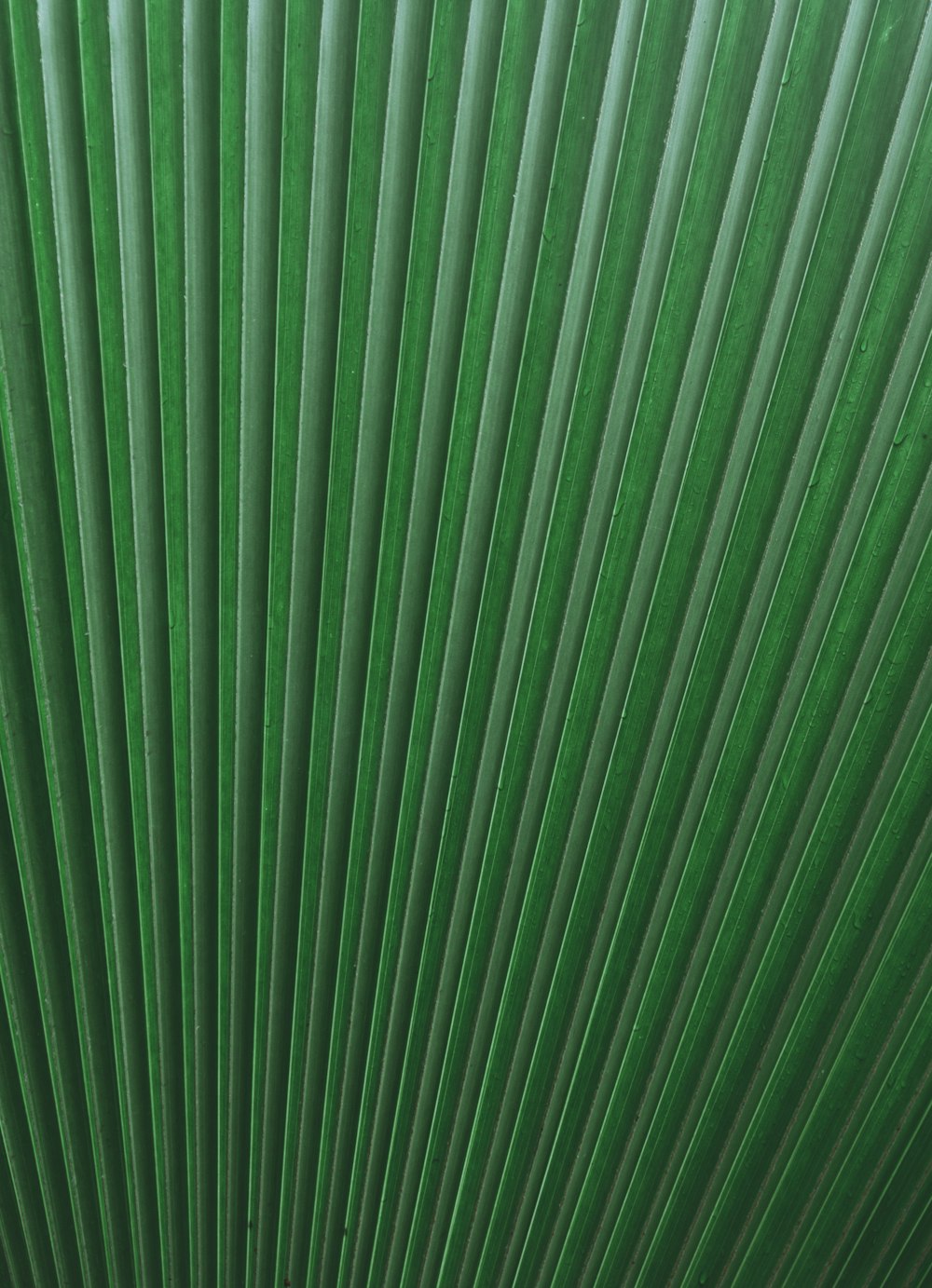 Muro verde