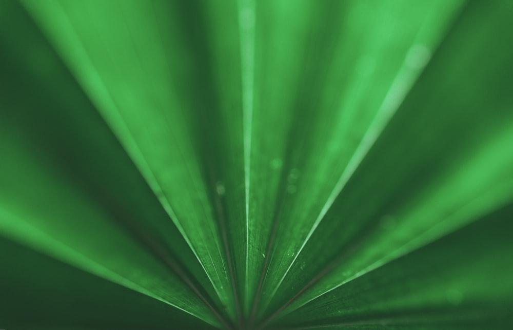 a close up view of a green leaf