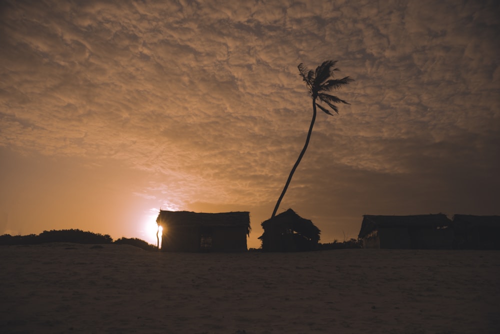 silhouette of tree under cloudy sky