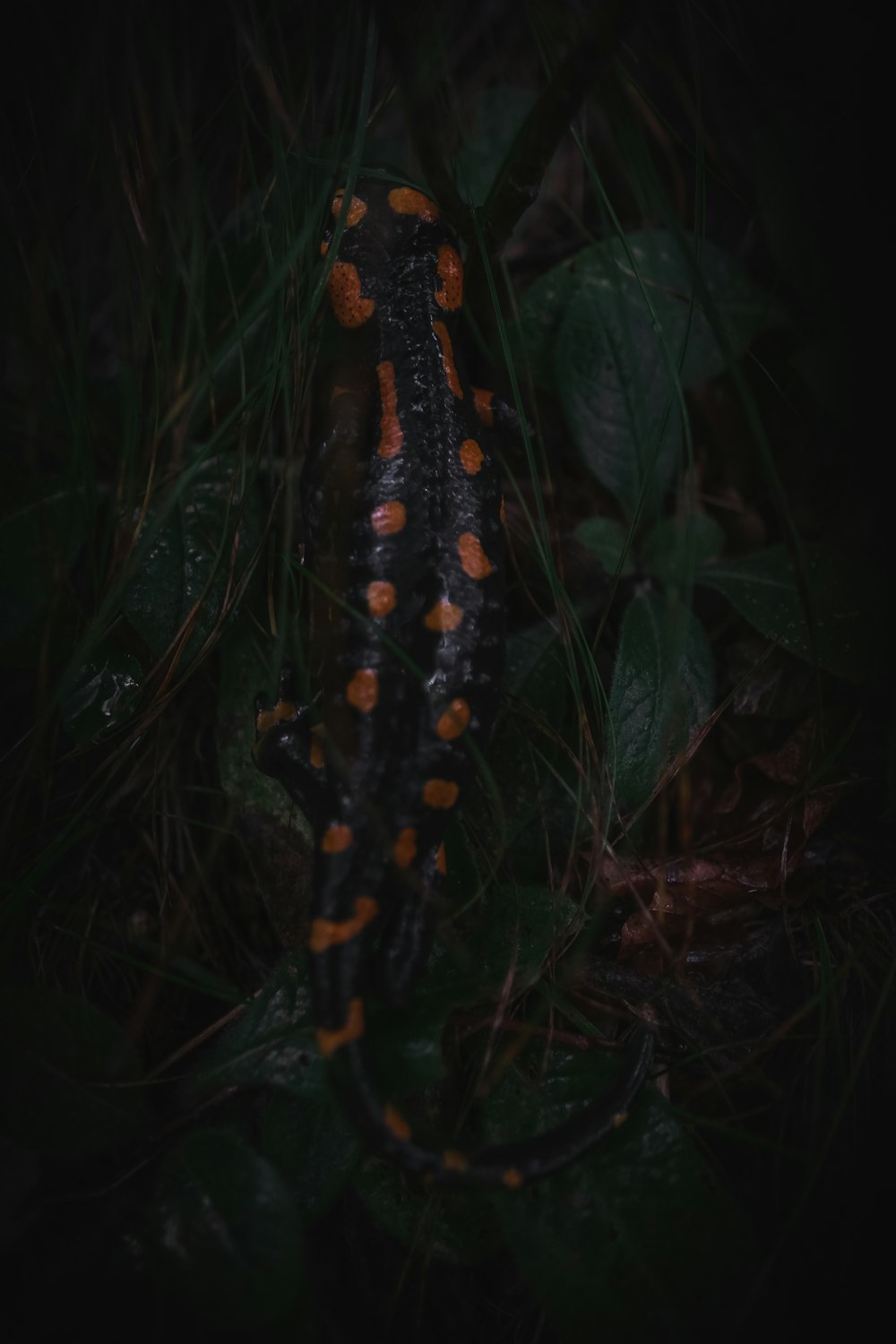 black and brown snake