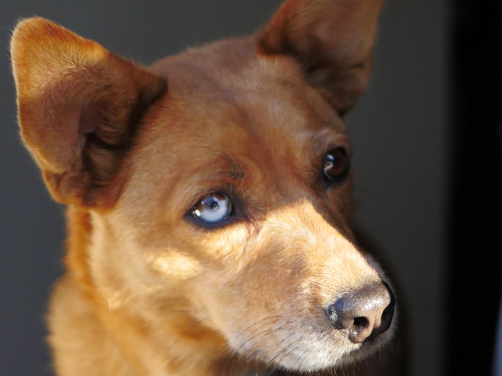 portrait of brown coated dog