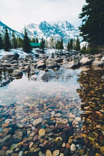 river and trees