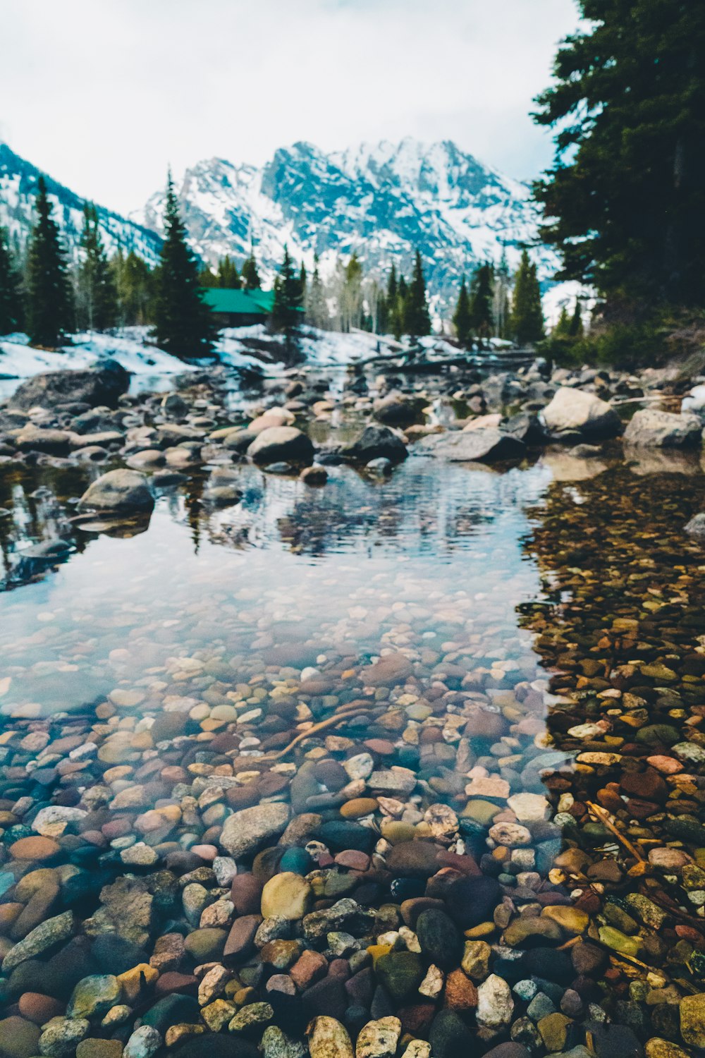 river and trees