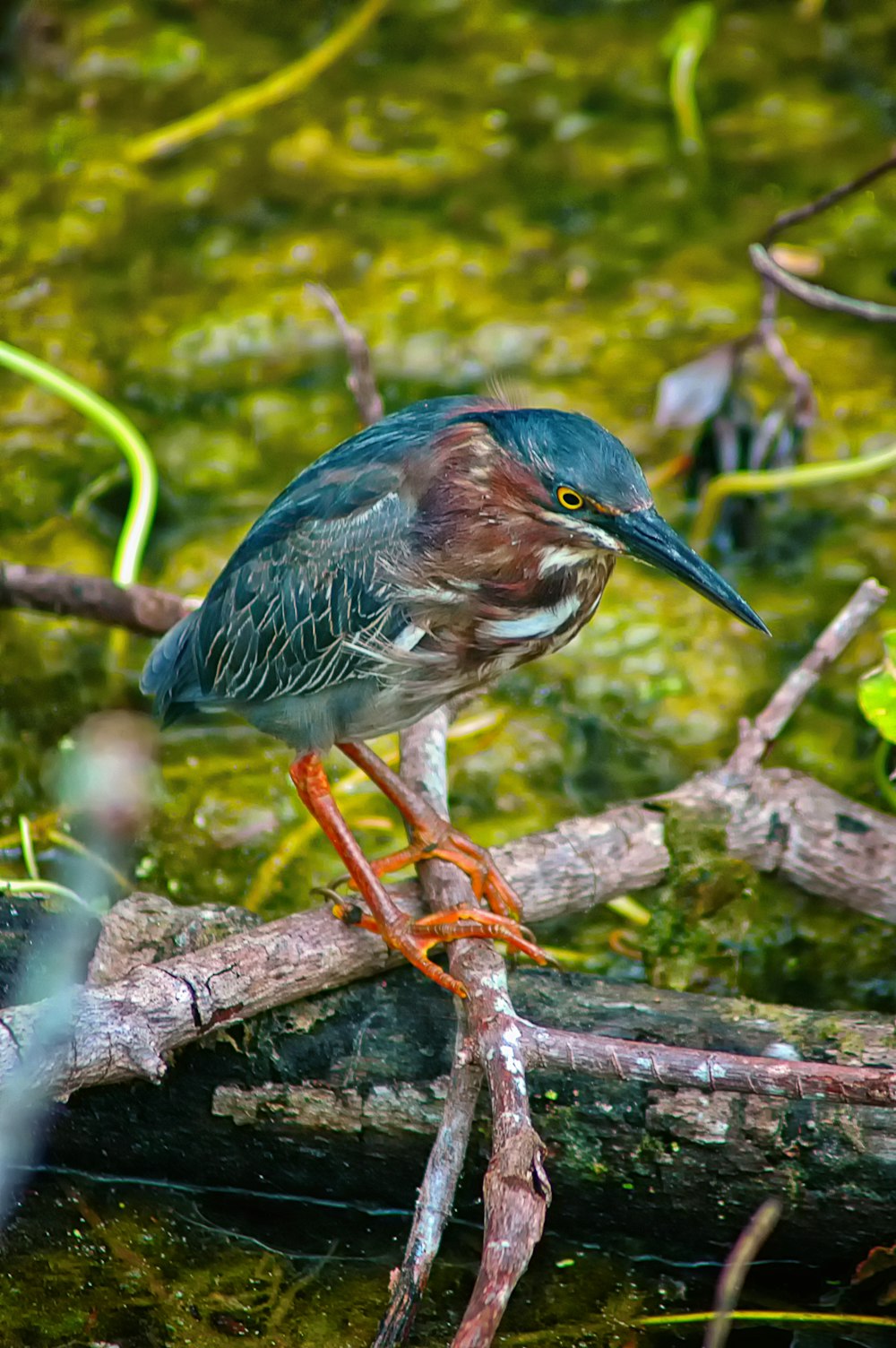 green heron perches on tree branch