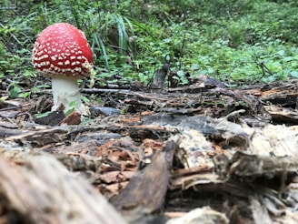 A bright red mushroom with white spots is growing in a forest setting, surrounded by green foliage and scattered pieces of wood and bark. The mushroom stands out against the earthy background and lush greenery.