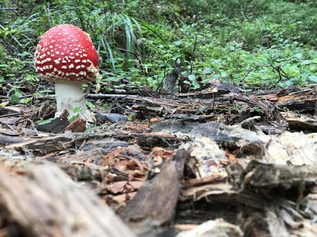 A bright red mushroom with white spots is growing in a forest setting, surrounded by green foliage and scattered pieces of wood and bark. The mushroom stands out against the earthy background and lush greenery.