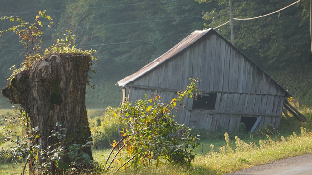 tree trunk beside house