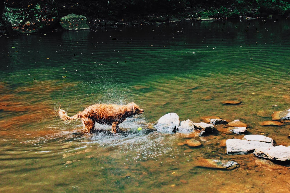 Perro en el río