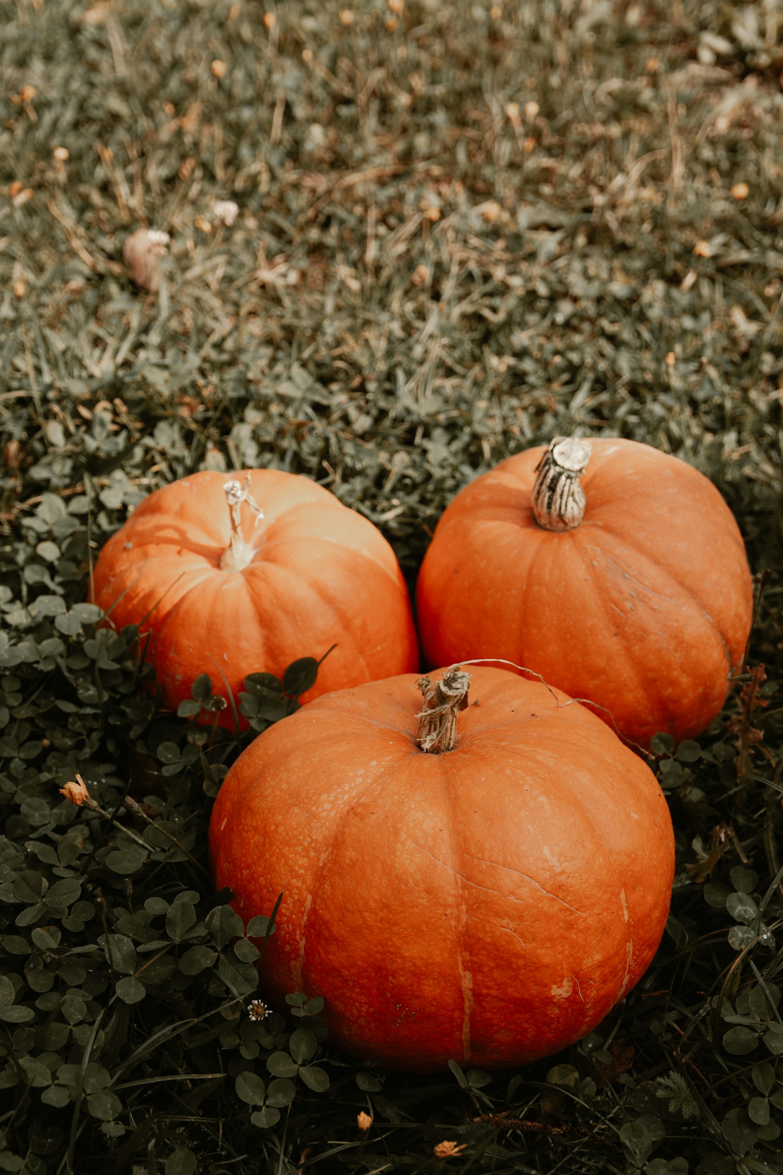 Nikon D7100 + Sigma 17-50mm F2.8 EX DC OS HSM sample photo. Three orange pumpkins on photography