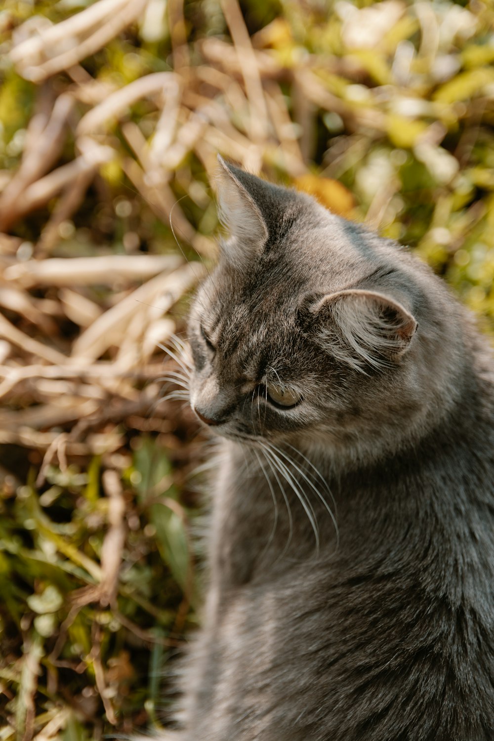 brown tabby cat macro photography