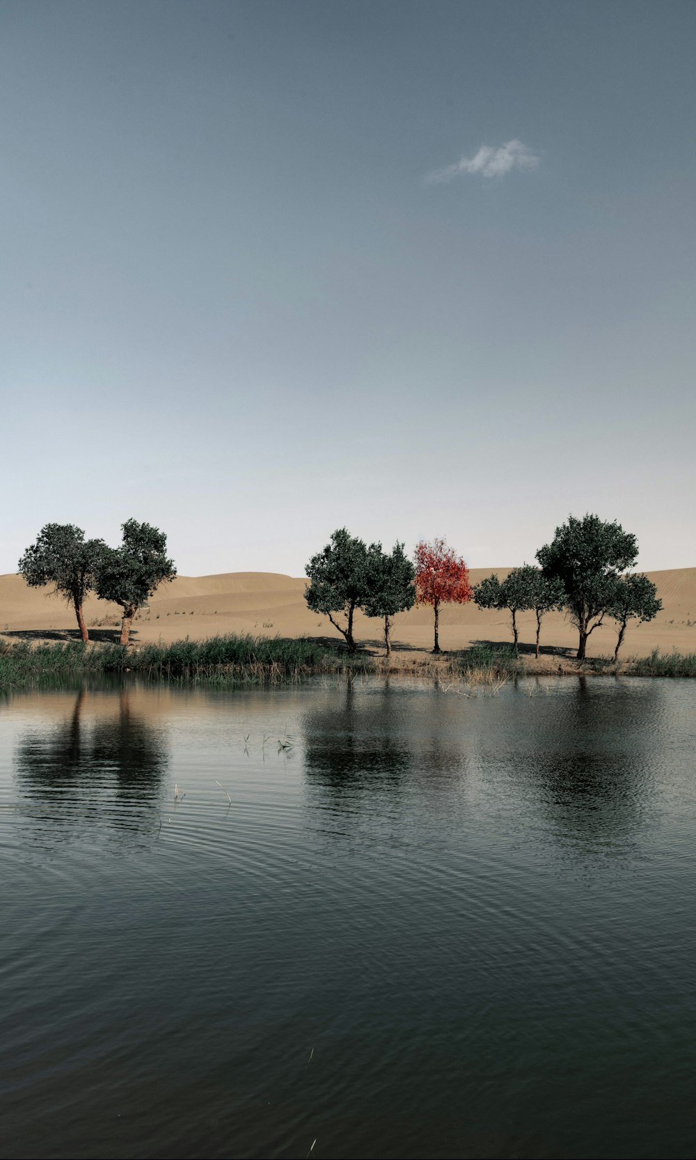 green-leafed trees