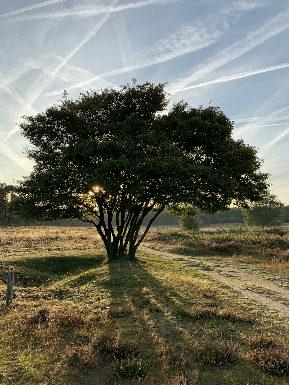 green tree during daytime