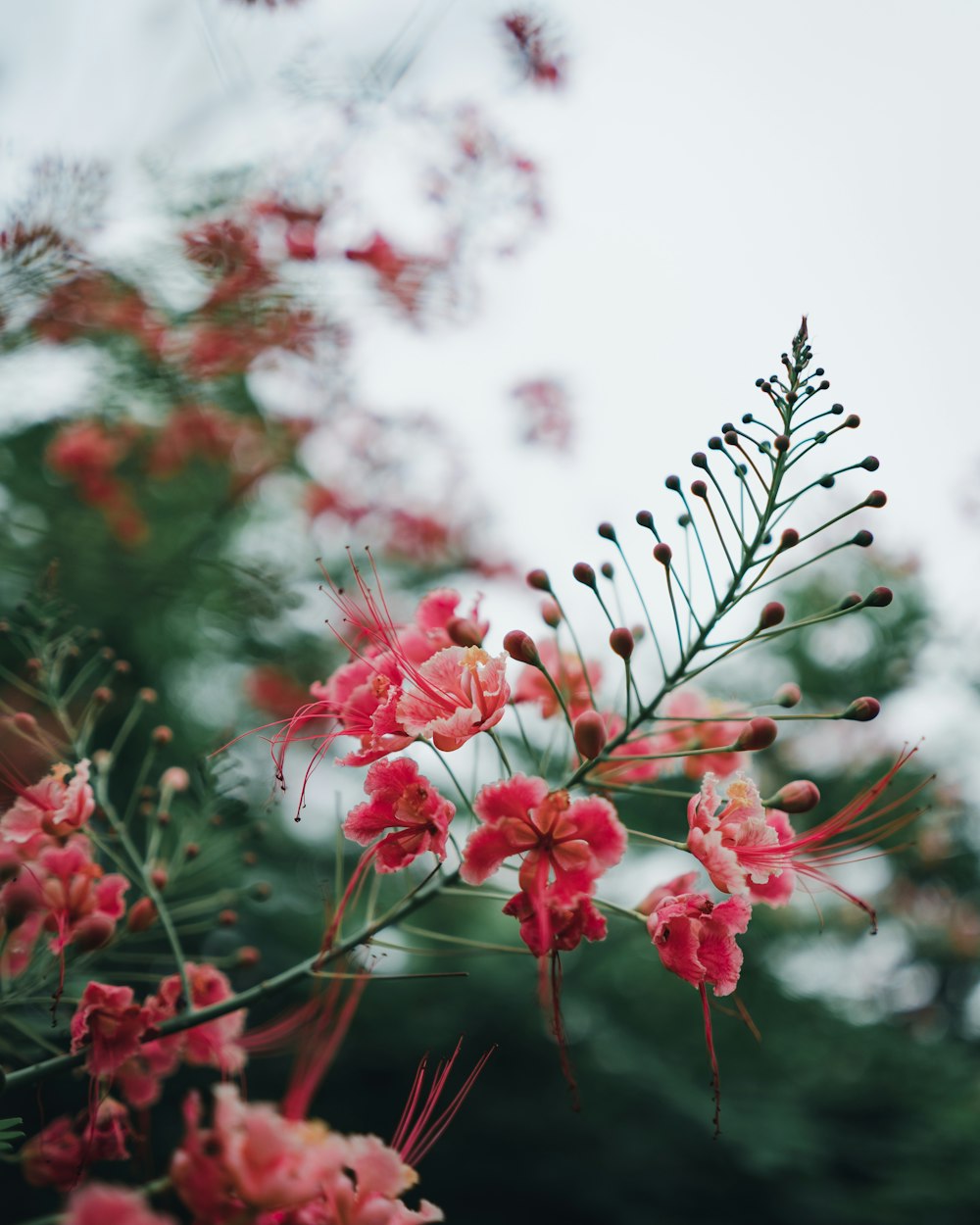 pink petaled flower