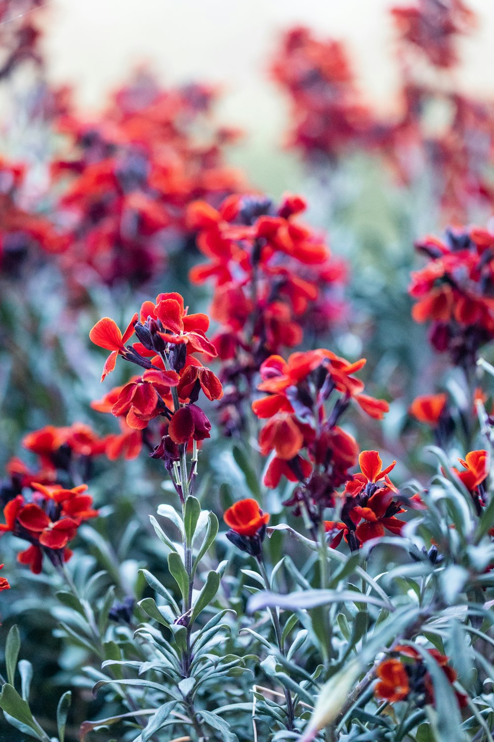 red flowers with green leaves