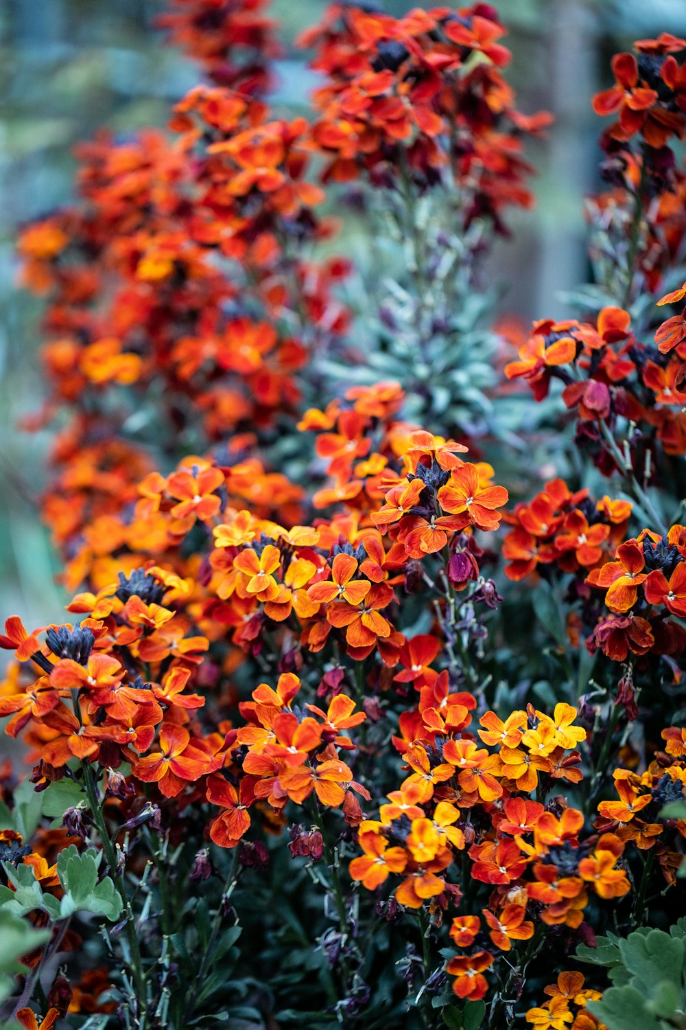 orange flowers with green leaves