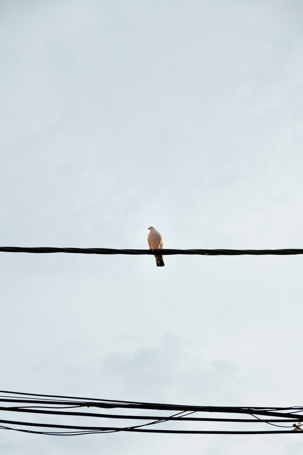 pájaros se posan en cuerdas