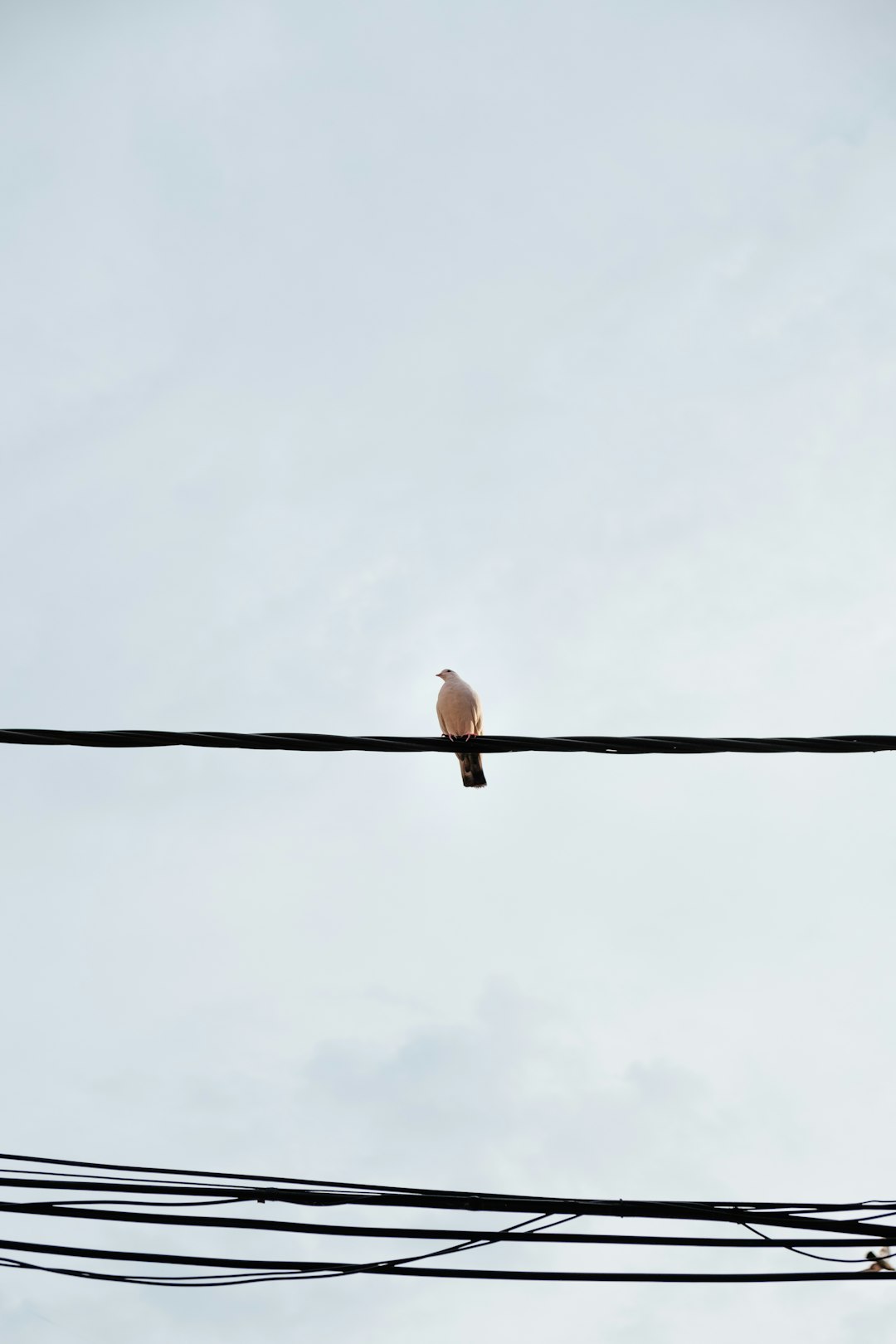bird perches on rope