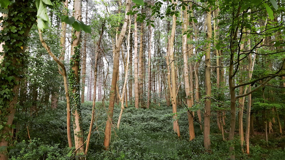 floresta durante o dia